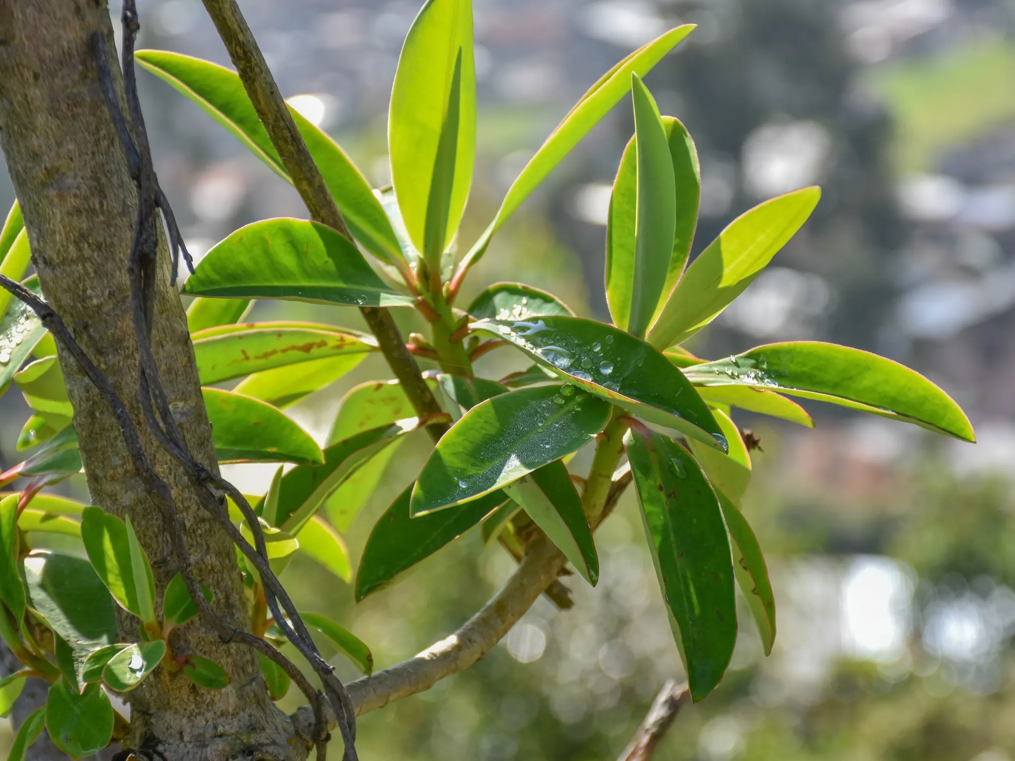 Primer plano detallado de hojas verdes brillantes con gotas de agua sobre ellas, creciendo en una rama de árbol con un fondo natural desenfocado.